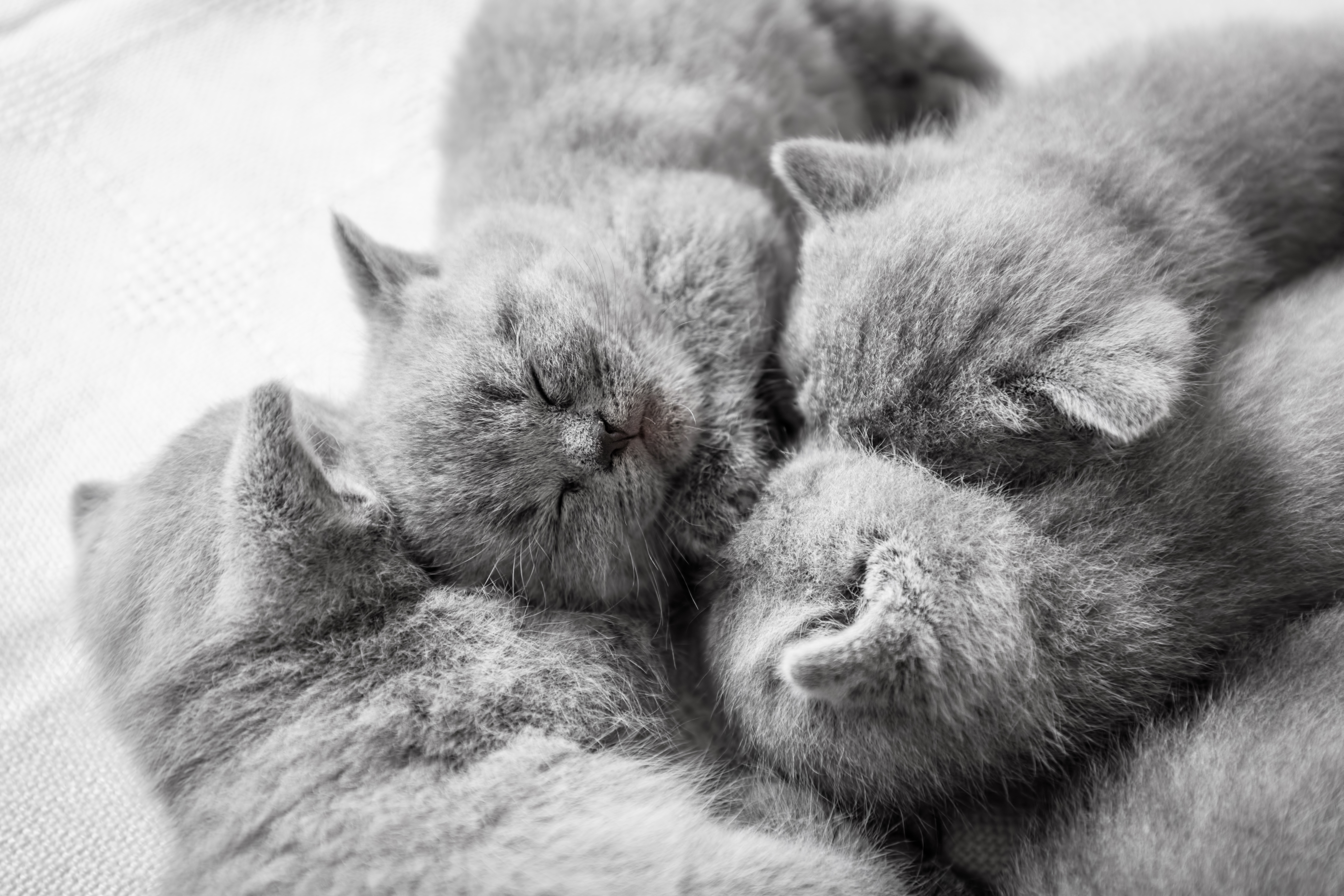 Four British shorthair kittens cuddling
